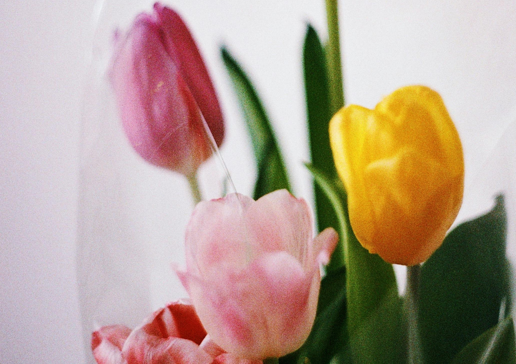 Tulips