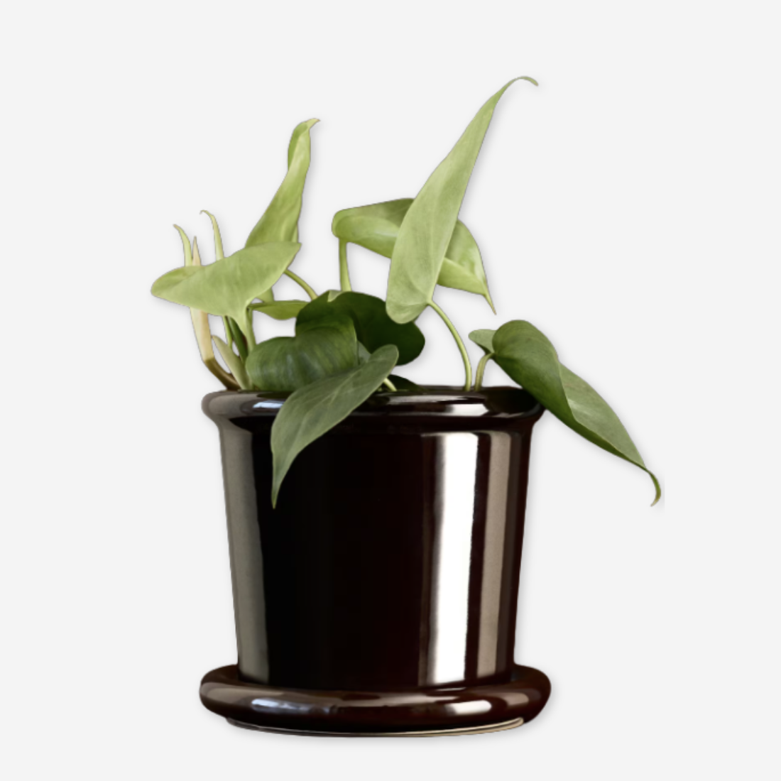 vase
